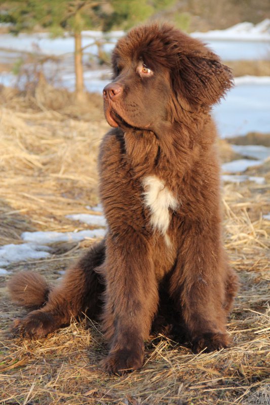Фото: ньюфаундленд Браунблад МСК Абрамс-Стронг (Brownblood MSK Abrams-Strong)