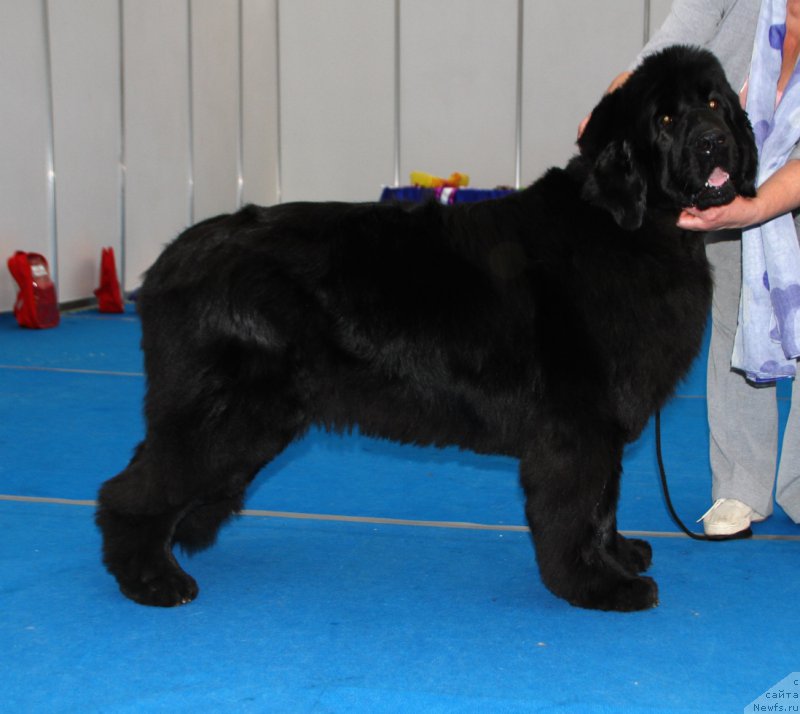 Фото: ньюфаундленд Дэнсинг Баттерфлай из Аркаима (Dancing Butterfly iz Arkaima)