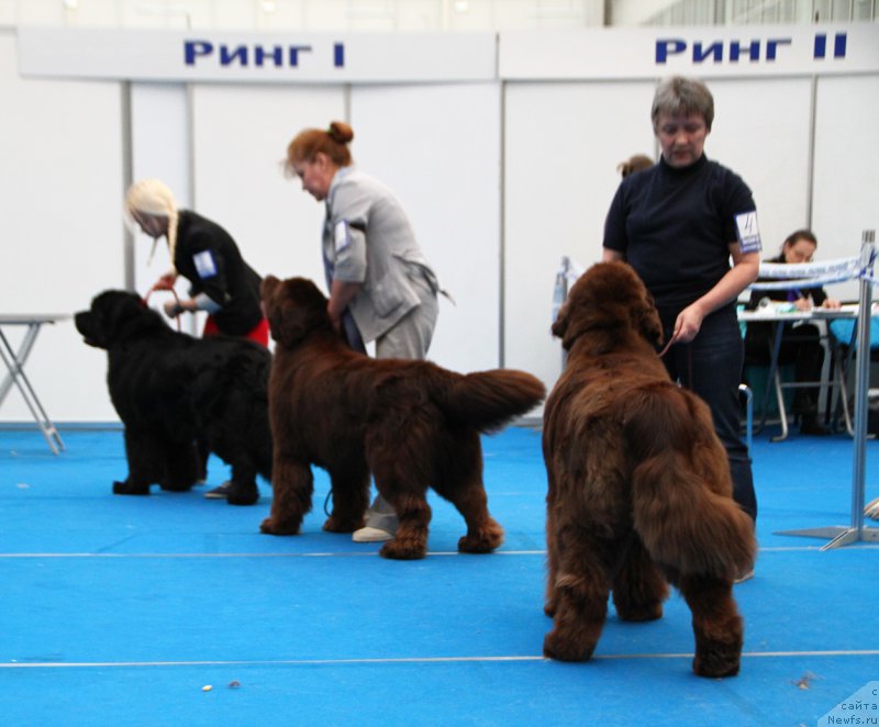 Фотография № 222150