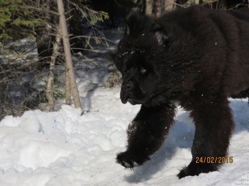 Фотография № 222156