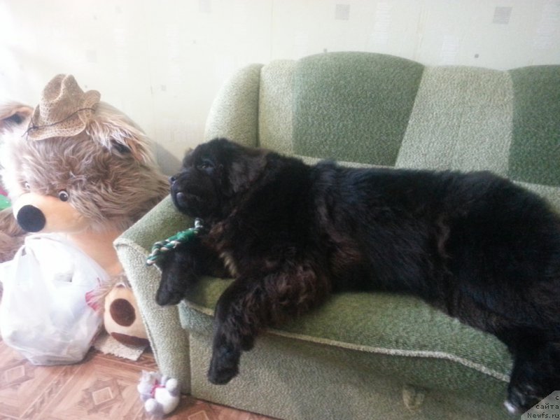 Фото: ньюфаундленд Даанич Веселый Роджер