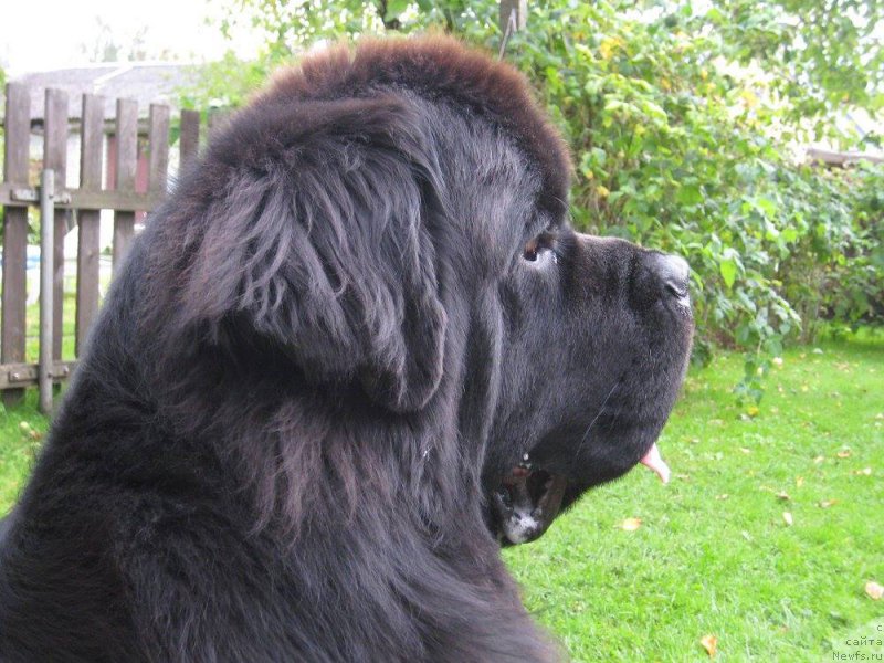 Фотография № 222158