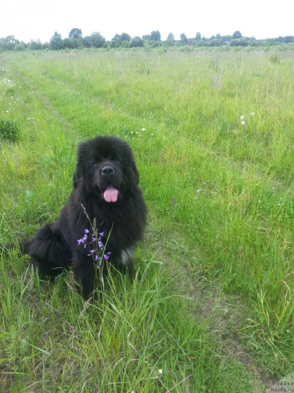 Фото: ньюфаундленд Даанич Веселый Роджер