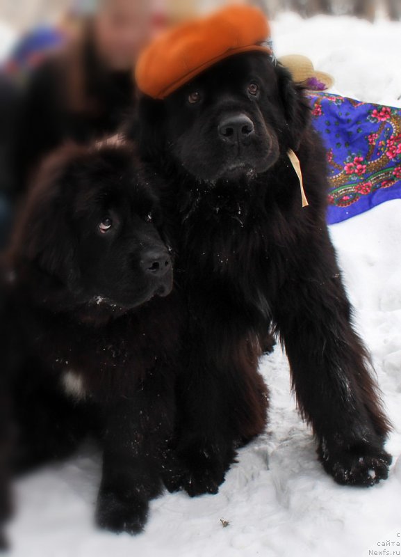 Фотография № 222161