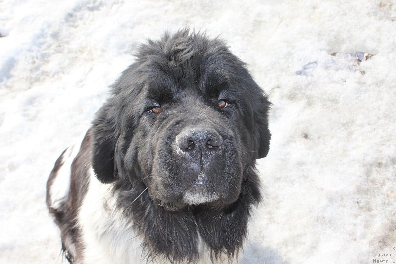 Фотография № 222162