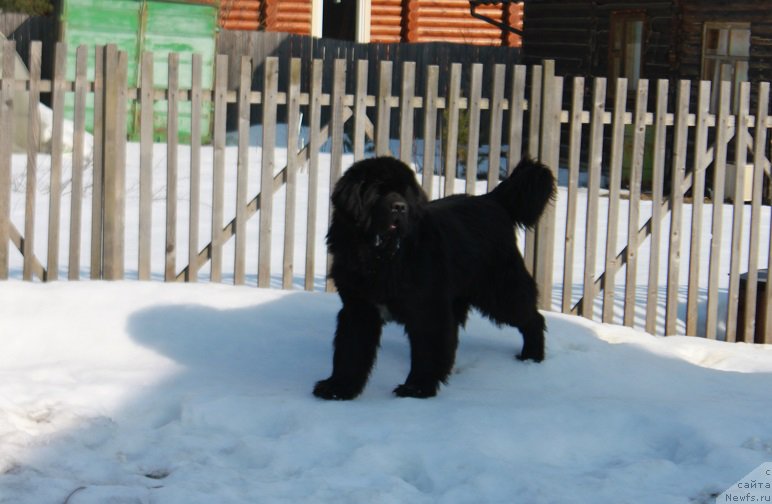 Фотография № 222163