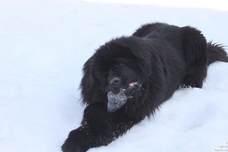 Фотография № 222167