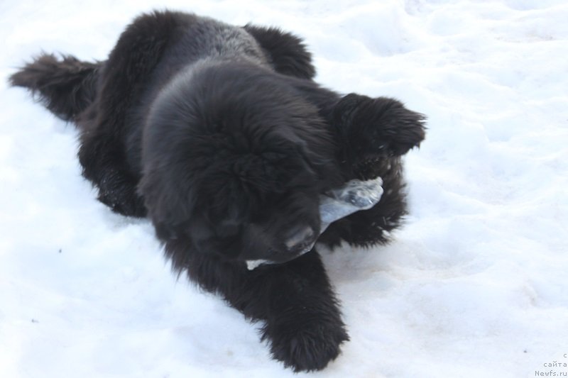 Фотография № 222168