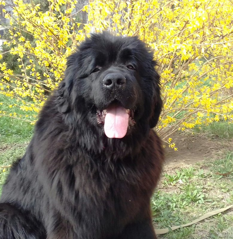 Фото: ньюфаундленд Акватория Келвин Злата