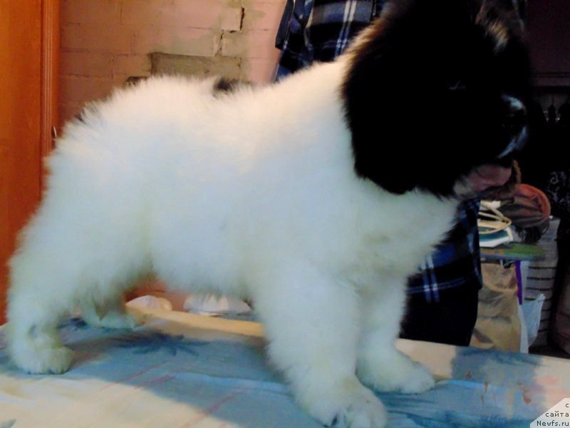 Фото: ньюфаундленд Варвара Краса от Карельских Медведей