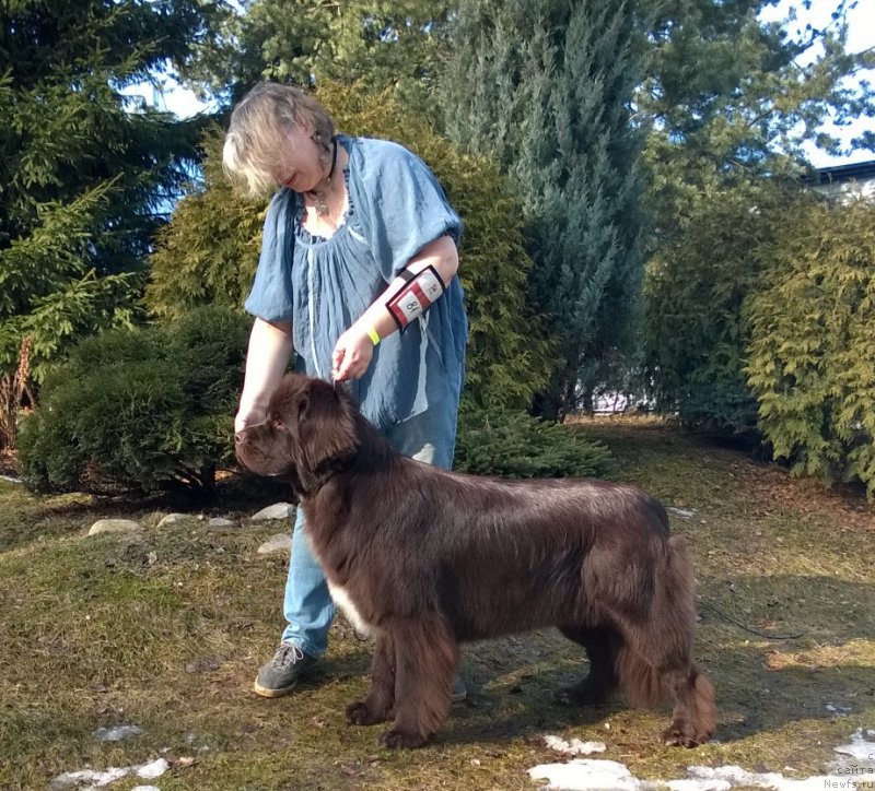 Фото: ньюфаундленд Фанньюф Арктика (Funnewf Arktika), Екатерина Бенкен