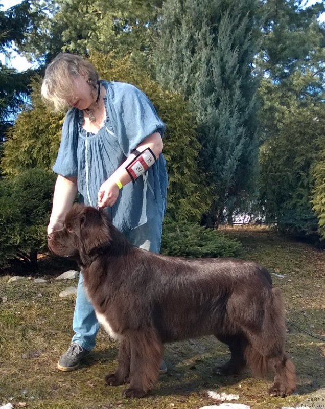 Фото: ньюфаундленд Фанньюф Арктика (Funnewf Arktika), Екатерина Бенкен