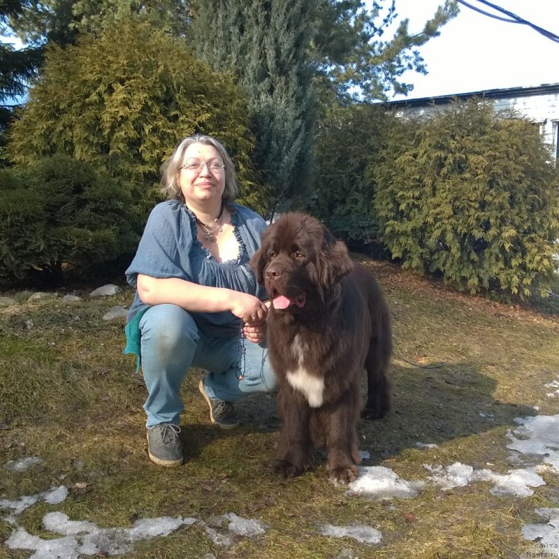 Фото: ньюфаундленд Фанньюф Арктика (Funnewf Arktika), Екатерина Бенкен