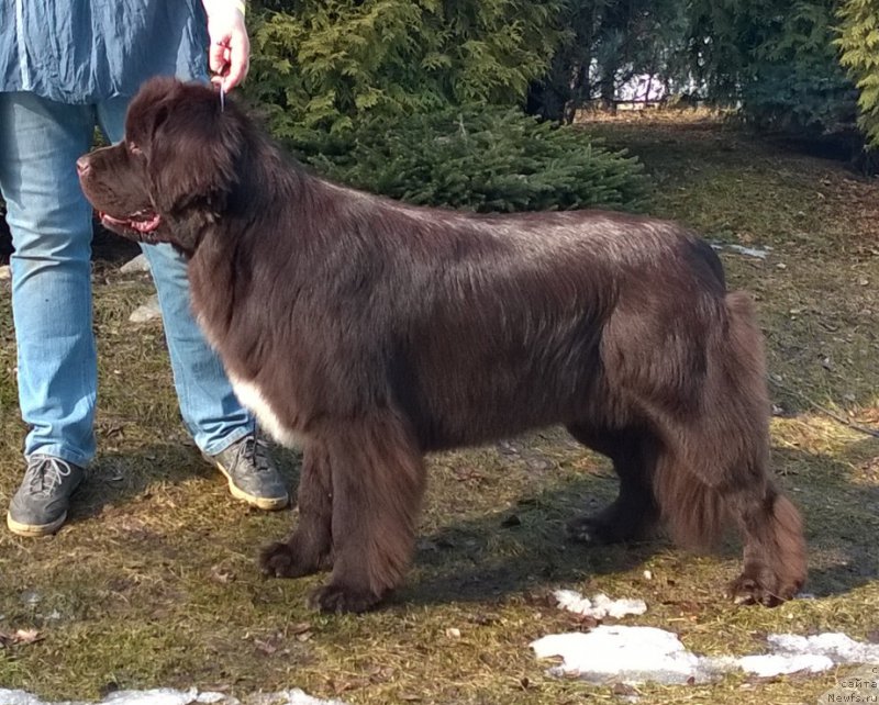 Фото: ньюфаундленд Фанньюф Арктика (Funnewf Arktika)