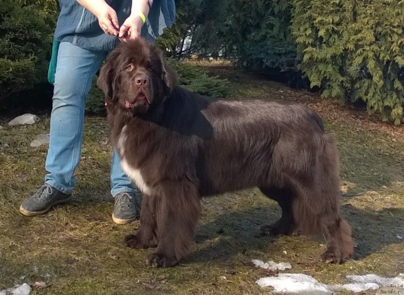 Фото: ньюфаундленд Фанньюф Арктика (Funnewf Arktika)