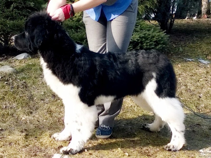 Фото: ньюфаундленд Питерньюф Депеш Мод