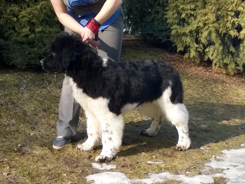 Фото: ньюфаундленд Питерньюф Депеш Мод