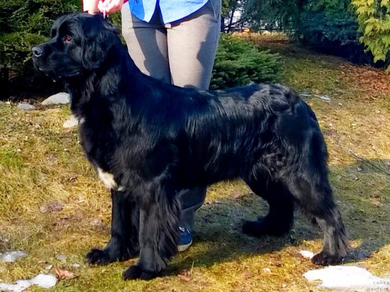 Фото: ньюфаундленд Питерньюф Афера (Piternyuf Afaire)