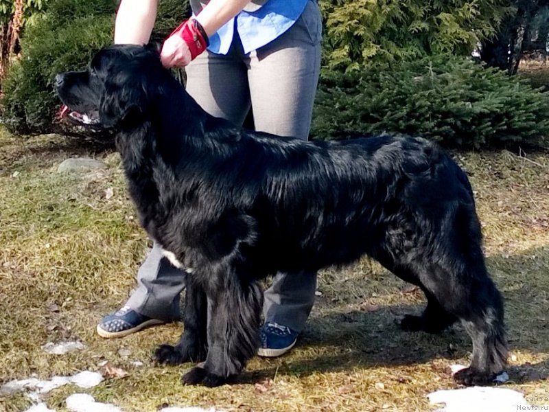 Фото: ньюфаундленд Питерньюф Афера (Piternyuf Afaire)