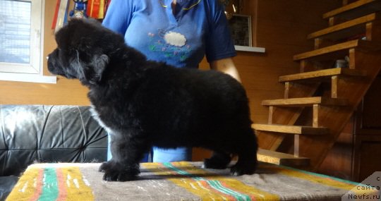 Фото: ньюфаундленд Ньюфорт Царская Дочь