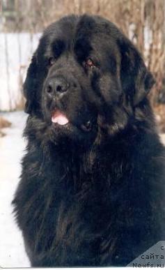 Фото: ньюфаундленд Гартлинг Куно