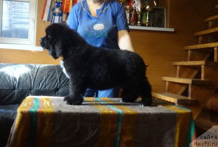 Фото: ньюфаундленд Ньюфорт Царская Дочь