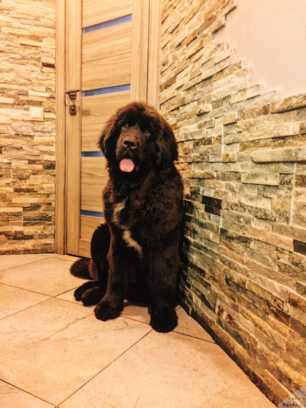 Фото: ньюфаундленд Браунблад МСК Ауди Рэд Лэсс (Brownblood MSK Audi Red Less)