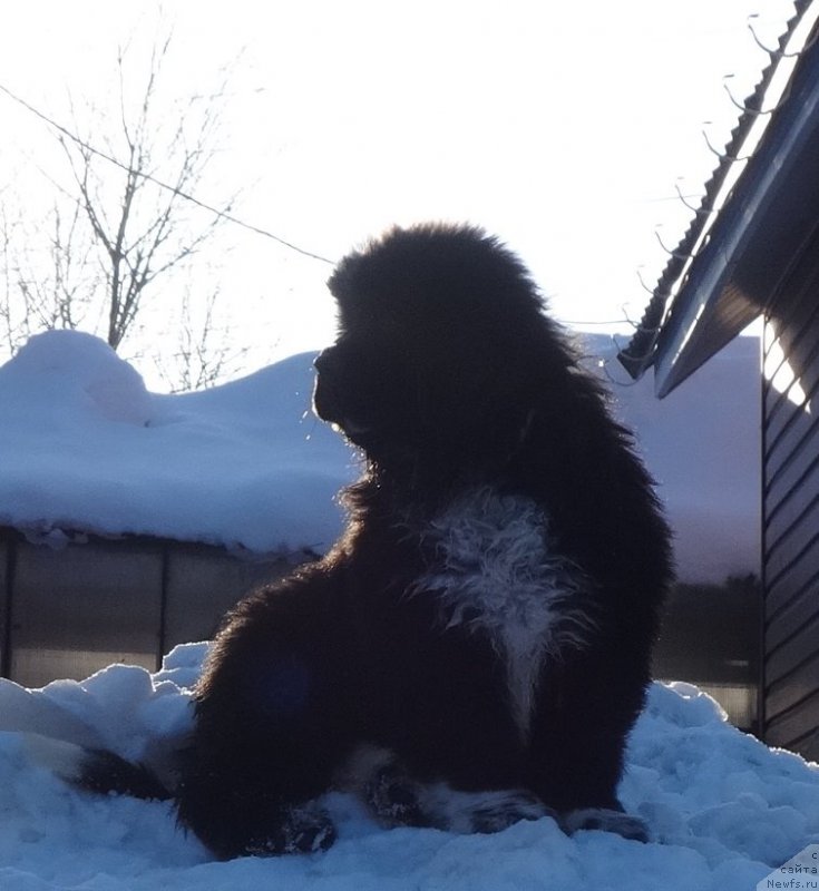 Фото: ньюфаундленд Блэк Диамонд Агидель от Потапа Чарлиза