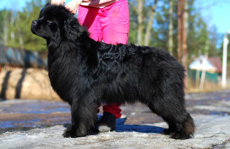 Фото: ньюфаундленд Даймонд Лесли