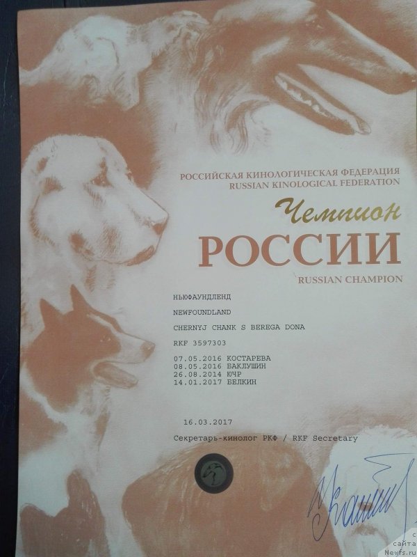 Фото: ньюфаундленд Черный Чанк с Берега Дона (Chernyj Chank s Berega Dona)