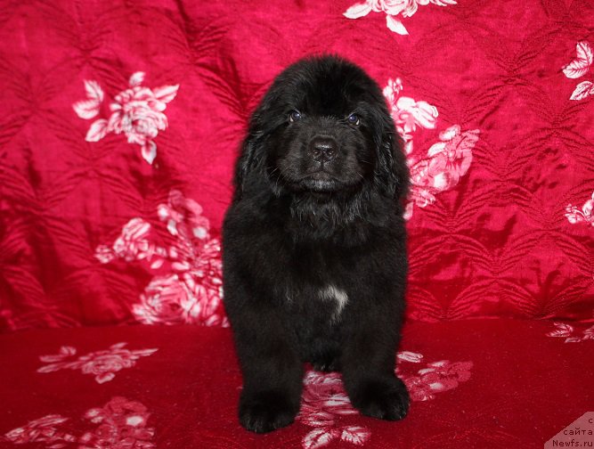 Фотография № 222211