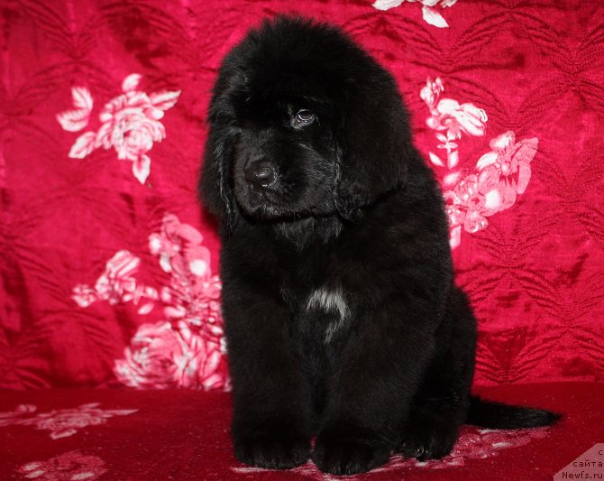 Фотография № 222212