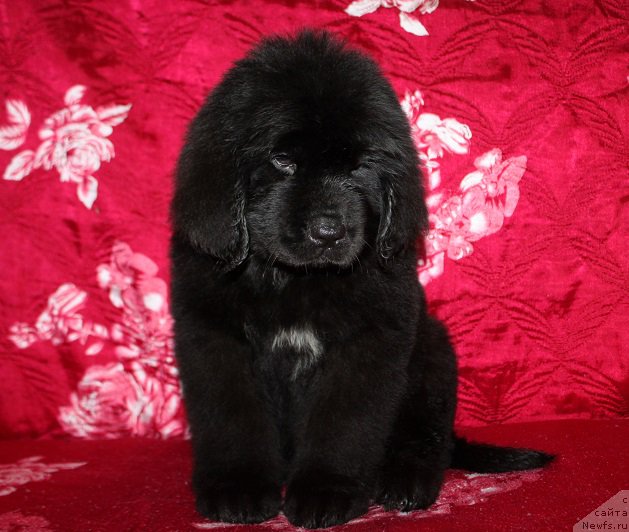 Фотография № 222213