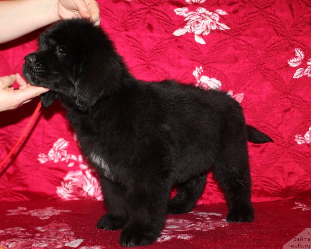 Фото: желтая лента, ньюфаундленд Терра Виктория Жермон Луиза (Terra Victoria Germon Louise)