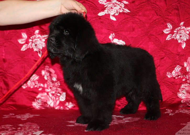 Фотография № 222215