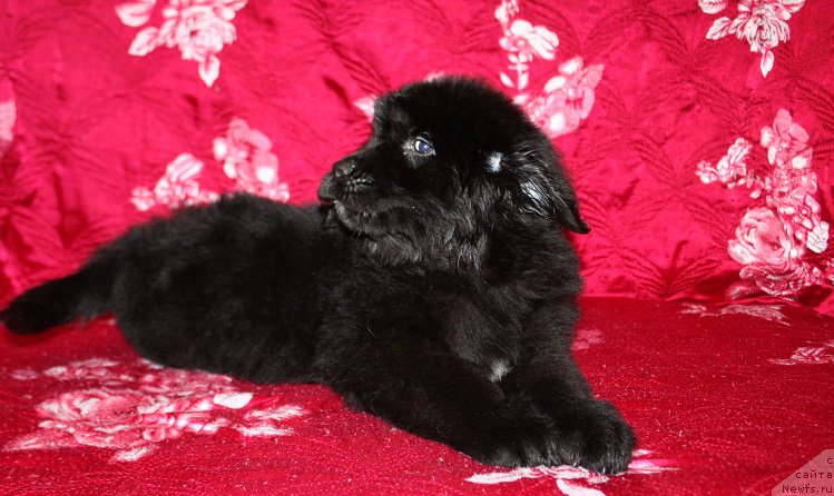 Фото: желтая лента, ньюфаундленд Терра Виктория Жермон Луиза (Terra Victoria Germon Louise)