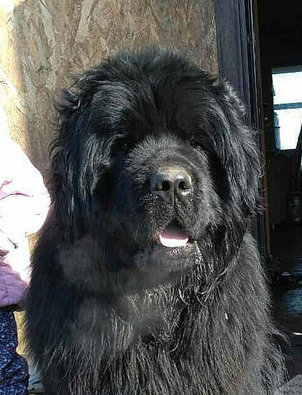 Фото: ньюфаундленд Калиостро Формула Любви