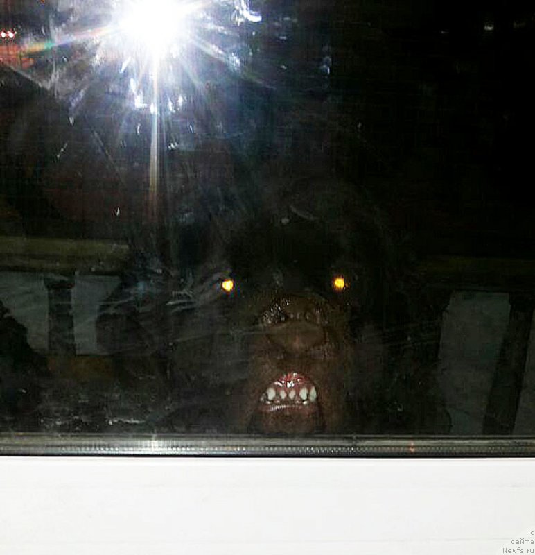 Фотография № 222223