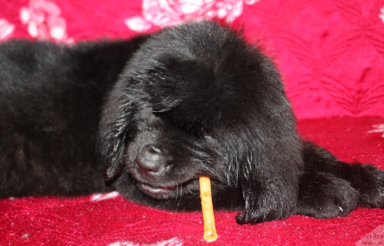 Фотография № 222225