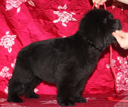 Фотография № 222230