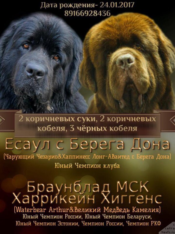 Фото: ньюфаундленд Браунблад МСК Харрикейн Хиггенс (Brownblood MSK Harricane Higgins)