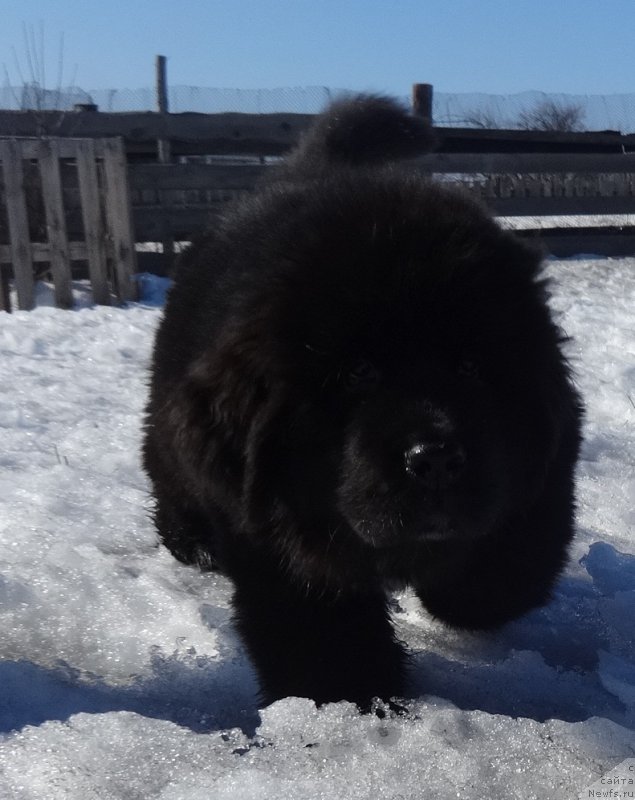 Фото: ньюфаундленд Ньюфорт Царская Дочь