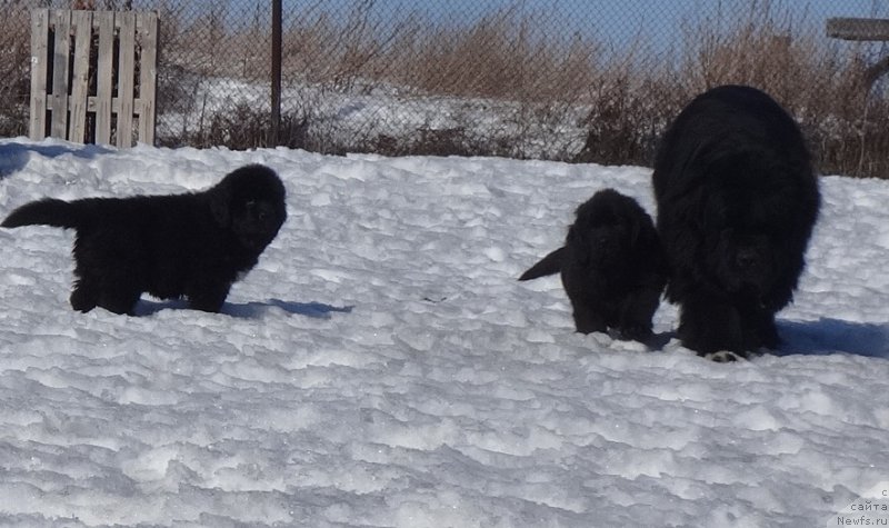 Фото: ньюфаундленд Promise To Love Midnight Bear