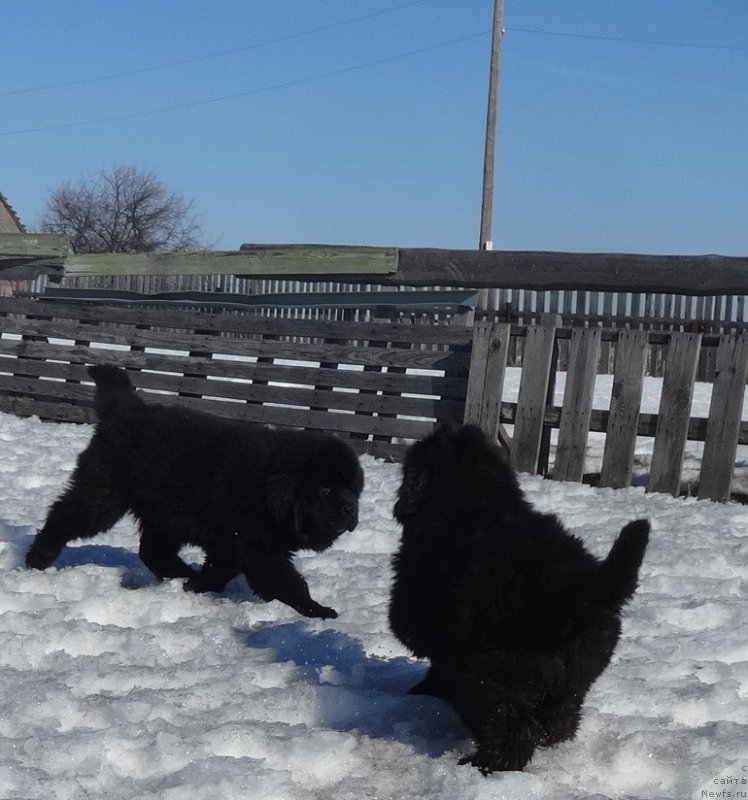 Фото: ньюфаундленд Ньюфорт Царская Дочь