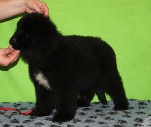 Фотография № 222241