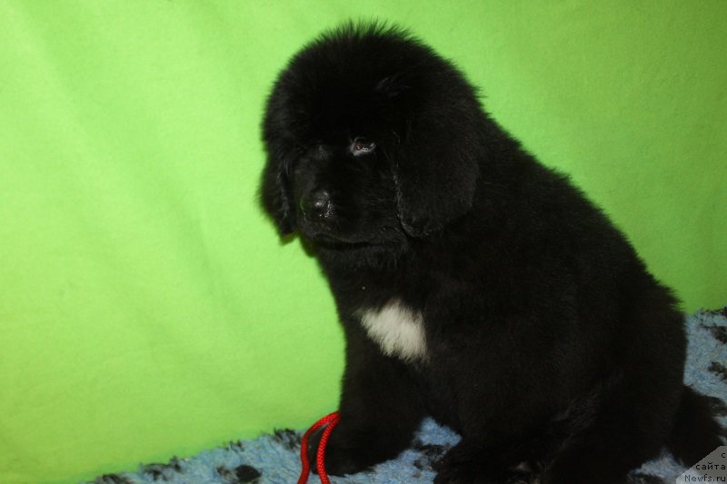 Фотография № 222242