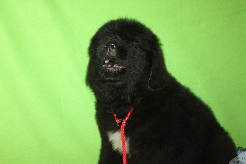 Фотография № 222245