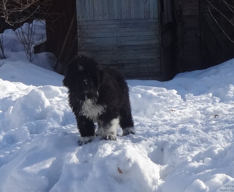 Фото: ньюфаундленд Блэк Диамонд Агидель от Потапа Чарлиза