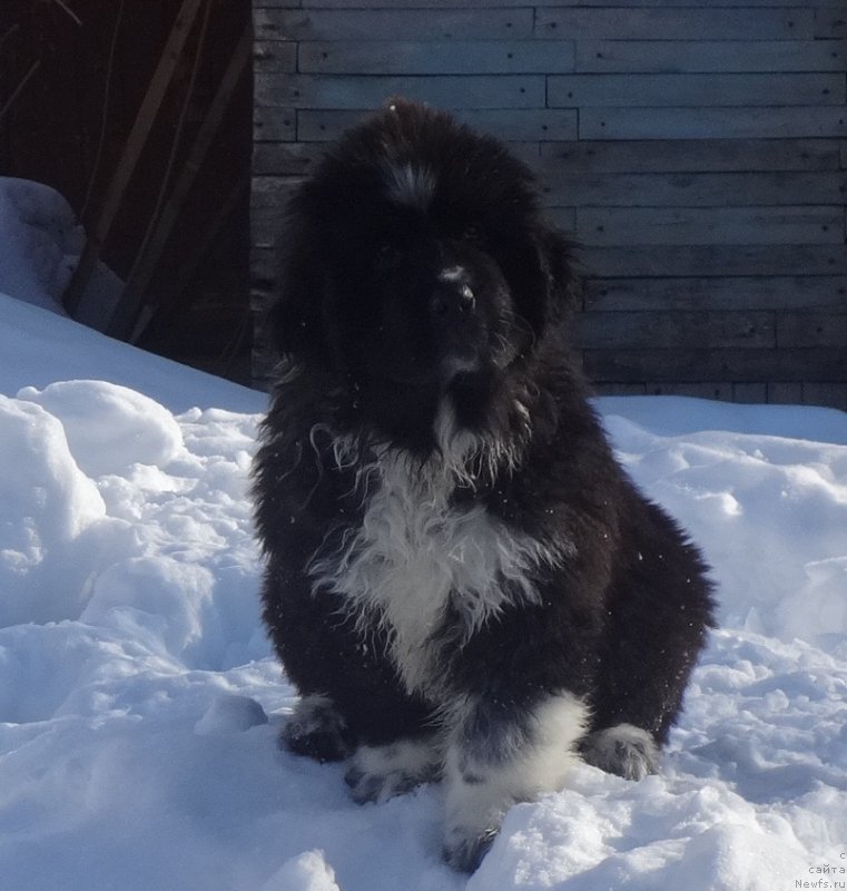 Фотография № 222247