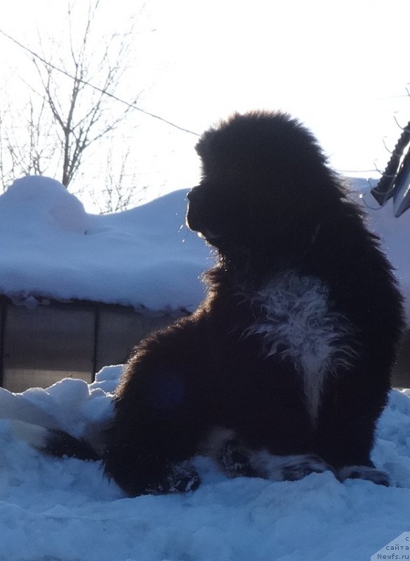 Фото: ньюфаундленд Блэк Диамонд Агидель от Потапа Чарлиза